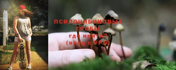 прущие грибы Новозыбков