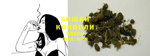 прущие грибы Новозыбков