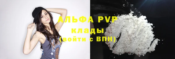 прущие грибы Новозыбков