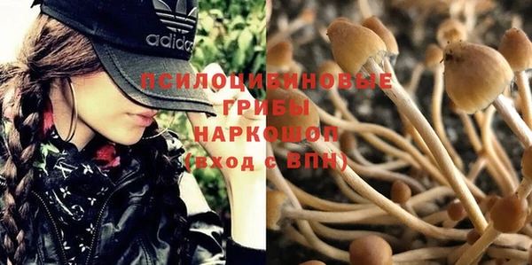 прущие грибы Новозыбков