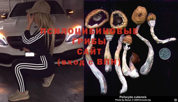 крисы Новокубанск