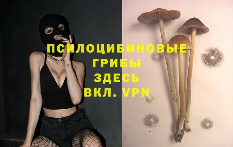 гидра онион  Агрыз  Галлюциногенные грибы MAGIC MUSHROOMS 